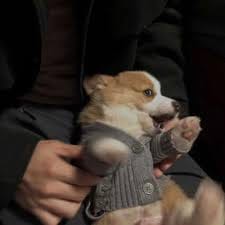 Thảo Nguyên avatar