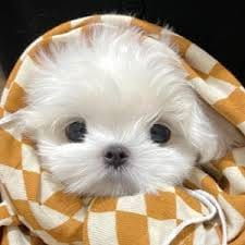 Minh Nguyệt avatar